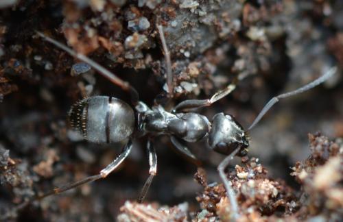 Formica selysi